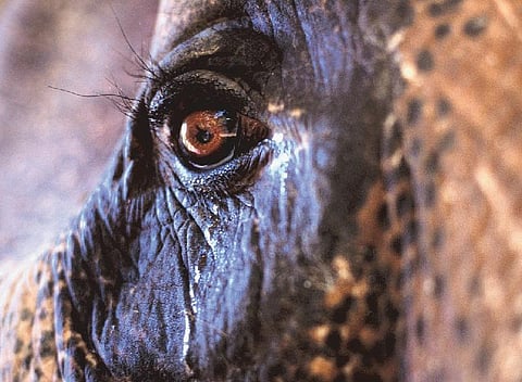 இன்னும் எத்தனை பலி கொடுக்கப் போகிறோம்?