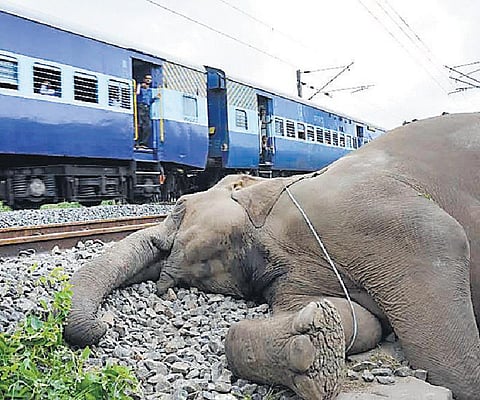 காட்டு உயிரினங்கள்: மனிதர்கள் ஏதும் செய்வதில்லையா?