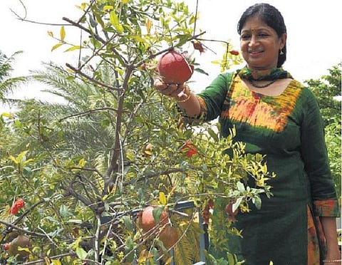 மாடித் தோட்டம் - வீட்டிலேயே தயாரிக்கலாம் இயற்கை உரம்!