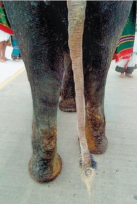 திருப்பதி கோயில் யானை முடி ரூ.1,000-க்கு விற்பனை: ஊழியர்கள் மீது நடவடிக்கை எடுக்க வலியுறுத்தல்