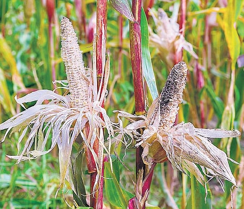 வயலில் எலிகளைக் கட்டுப்படுத்த...