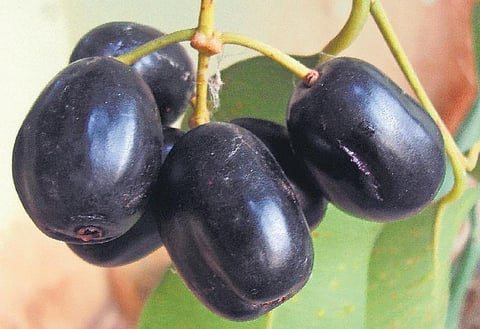 கிழக்கில் விரியும் கிளைகள் 38: இந்தியாவின் மிகப் பழமையான மரம்