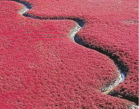 விநோத உலகம்: சிவப்புக் கடற்கரை!