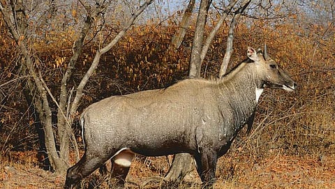 பயிரைக் காக்க உயிரைக் கொல்வதா?