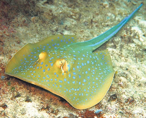 மின்சார மீன்!