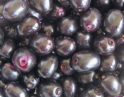 கிழக்கில் விரியும் கிளைகள் 39: நீரிழிவுக்கு மாமருந்தாகும் கனி