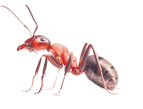 குட்டி எறும்புகள் பெரிய சங்கதிகள்