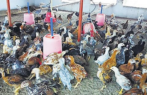 முன்னத்தி ஏர் 42: கோழிகளுக்கும் கொடுக்கலாம் பஞ்சகவ்யம்