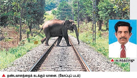 காப்பாற்ற வேண்டிய கட்டாயத்தில் மிகப்பெரிய தரைவாழ் விலங்கான யானை: இயற்கை ஆர்வலர்கள் ஆதங்கம்