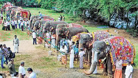 என் லக்ஷ்மியின் நிலையைப் பாருங்கள்...- காட்டுயிர் நல ஆர்வலர் சங்கீதா பேட்டி