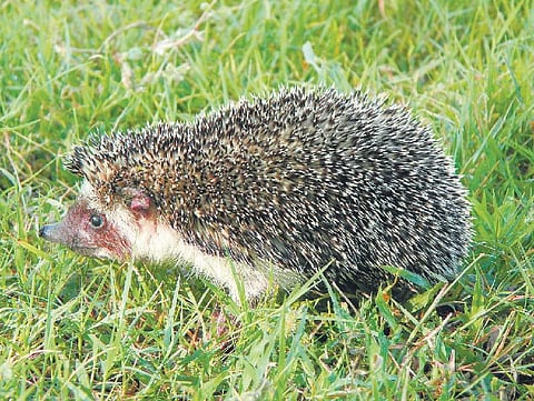 எங்கே அந்த முள்பந்துகள்?