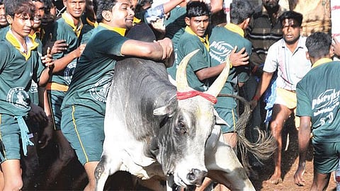 ஜல்லிக்கட்டு நடத்த நடவடிக்கை: பேரவையில் கால்நடைத் துறை அமைச்சர் உறுதி