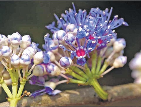 கிழக்கில் விரியும் கிளைகள் 43: பூவையர்க்குப் பெயர் தந்த மலர்