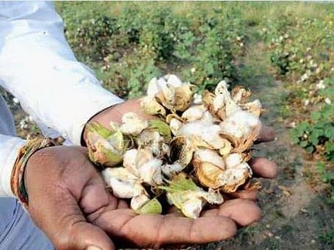 இந்தியாவில் புதிய மரபணு பருத்தி விதை அறிமுகத்தை கைவிட்டது மான்சான்ட்டோ