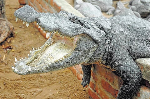 உலக முதலைகளைக் காக்கும் சென்னை!