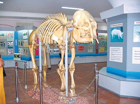 கால்நடை மருத்துவ முன்னோடி