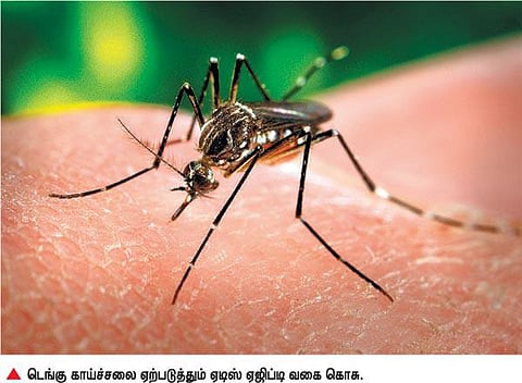 காவல் ஆய்வாளர் மகளுக்கு டெங்கு: காஞ்சியிலும் மர்ம காய்ச்சல் பரவுகிறது - சுகாதாரத் துறையினர் முகாம்