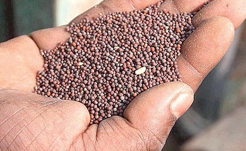 கடுகின் காரம் குறையுமா?