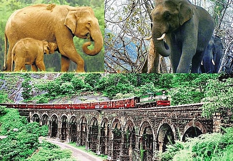 ஆரியங்காவில் சிக்கித் தவிக்கும் யானைகள்