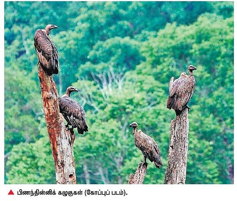 காட்டின் தூய்மைக் காவலனை காப்பாற்றுங்கள்: இயற்கை ஆர்வலர்கள் வேண்டுகோள்