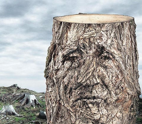 ‘நோவா பேழை’ நிஜமாகிறதா?