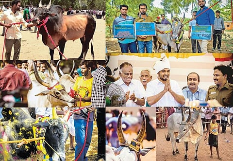 காளைகளைக் காண வந்த ‘காளைகள்