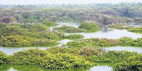 வேடந்தாங்கலுக்கு பறவைகள் வரத் தொடங்கின: சரணாலயம் அடுத்த மாதம் திறக்கப்படுகிறது