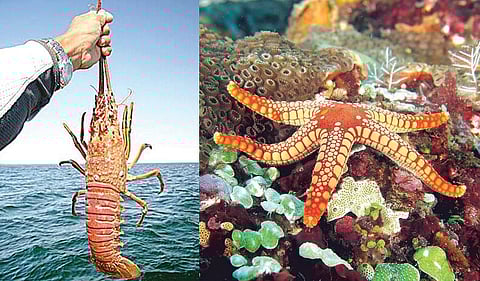 நம்ப முடிகிறதா? - வெட்டினால் வளரும் கால்!