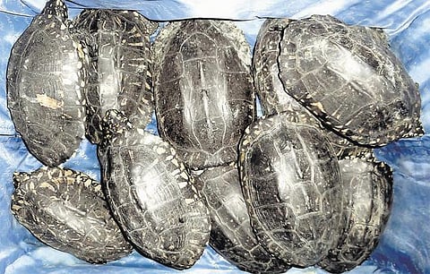 இலங்கைக்கு கடத்த முயன்ற 477 நன்னீர் ஆமைகள் பறிமுதல்: சென்னையைச் சேர்ந்த 4 பேர் கைது