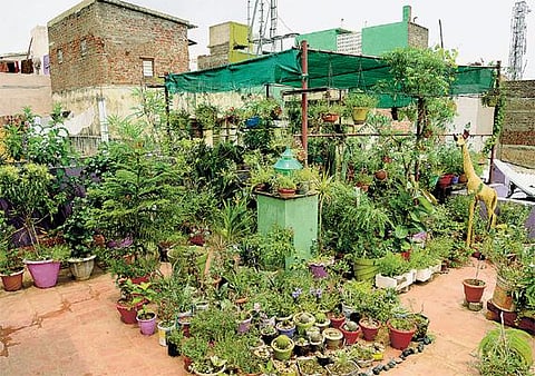 மாடித் தோட்டம்: நீங்களும் விவசாயி ஆகலாம்!