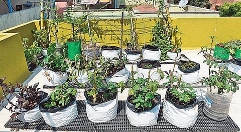 மாடித் தோட்டம்: வீட்டுக்குள் விளையும் ஆரோக்கியம்!