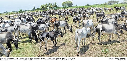 மாடு கிடை போட்டால் பத்தாண்டுக்குப் பலன்