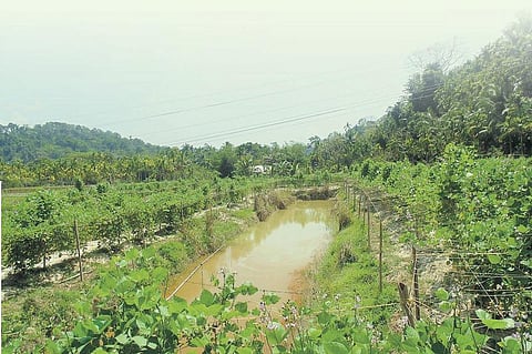 அந்தமான் விவசாயம் 04: நிலத்திலிருந்து உப்பை அகற்றும் நுட்பம்