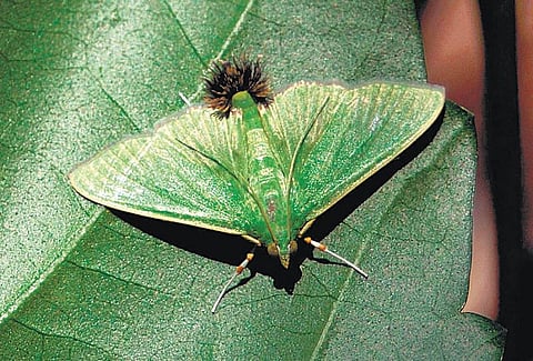 பூச்சி சூழ் உலகு 04 - அந்திப்பூச்சியின் தூரிகை