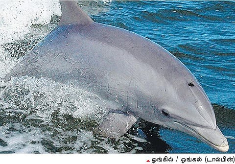 எழுத்தறிவித்த மூராங்குச்சி