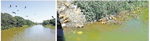 கும்பகோணம் அரசலாற்றில் கொட்டப்படும் இறைச்சிக் கழிவுகளால் நோய் பரவும் அபாயம்