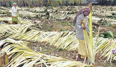 இந்தியா முழுவதும் பயணமாகும் கும்பகோணம் வாழை நார்: பூவோடு சேர்ந்து மணக்கிறது