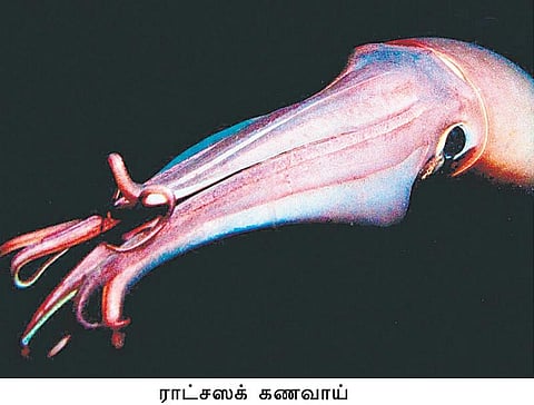 கடலைக் கலக்கும் விநோத மீன்கள்!