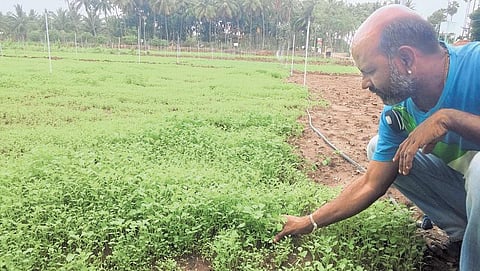 படித்தது பத்தாம் வகுப்பு; நடத்துவது கீரை மேளா