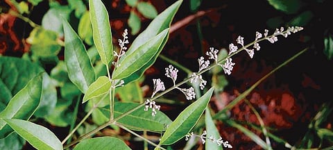 கொசு விரட்டும் செடிகள்