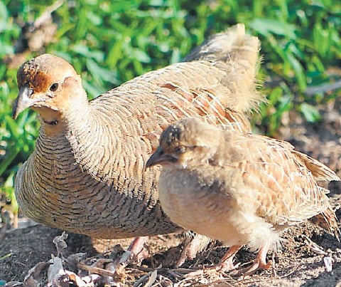 அழிந்துவரும் பறவைகள் பட்டியலில் கவுதாரி: இயற்கை பாதுகாப்பு அமைப்பு வேதனை