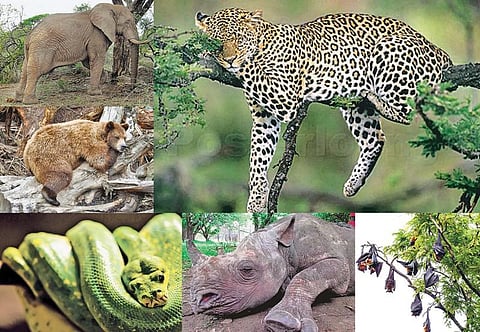 விலங்குகளின் விநோதத் தூக்கம்!