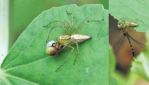 பூச்சி சூழ் உலகு 09: சிலந்தியின் தட்டான் வேட்டை