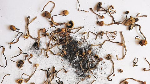 போதை காளான் பயன்படுத்தியதால் மூச்சுத் திணறல்: கொடைக்கானலில் 2 கேரள மாணவர்கள் பலி- சுற்றுலா வந்தபோது உயிரிழந்த பரிதாபம்