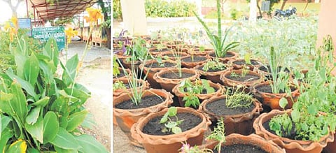 உத்திரமேரூரில் திடக்கழிவு மேலாண்மை திட்டத்தால் வள மீட்பு பூங்காவாக உருமாறிய குப்பைமேடு: உரங்கள், செடிகள் உற்பத்தி செய்யப்பட்டு விற்பனை