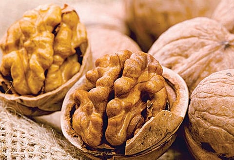 தினம் ஒரு கைப்பிடி வால்நட் போதும் - இளைஞர்களின் மனநிலை மேம்படும்: புதிய ஆய்வில் ஆச்சரியமூட்டும் தகவல்