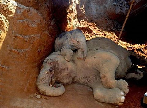 அசாம் பதஞ்சலி உணவுப் பூங்காவில் யானை பலி: கட்டுமான நிறுவனர் மீது வழக்கு