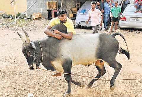 ஜல்லிக்கட்டு நடக்குமோ, நடக்காதோ? - காளைகளை அடக்க இளைஞர்களுக்கு தீவிர பயிற்சி