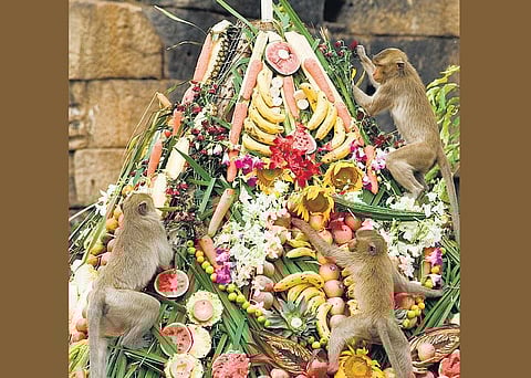 குரங்குகளுக்கு மெகா விருந்து!