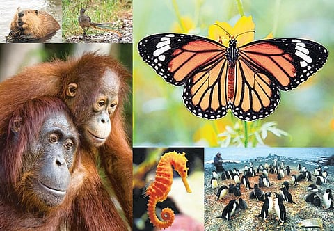 பலே உயிரிகள்!